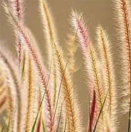 دانلود آهنگ فاطی علی رزاقی